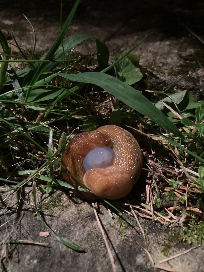 Most slugs are hermaphrodites with both female and male reproductive organs. Mating involves finding partners and engaging in “elaborate courtship rituals,” as described on Wikipedia. “Once a slug has located a mate, they encircle each other and sperm is exchanged through their protruded genitalia.”